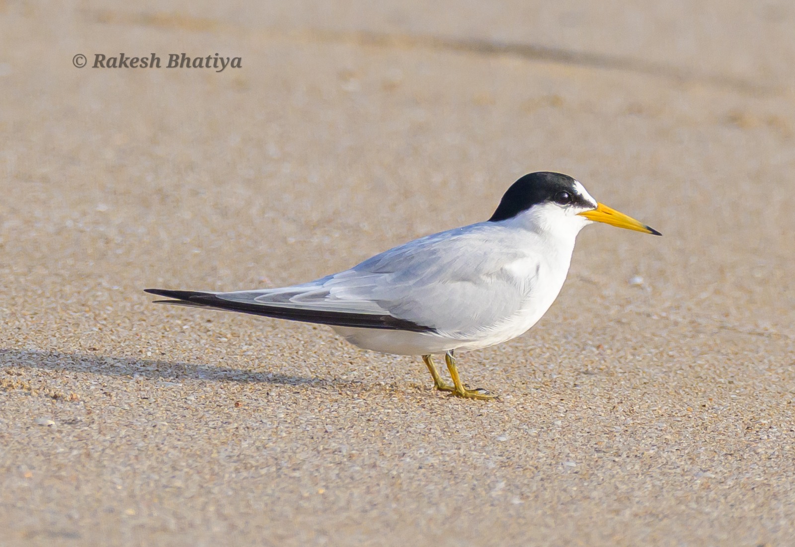 Saunders's Tern